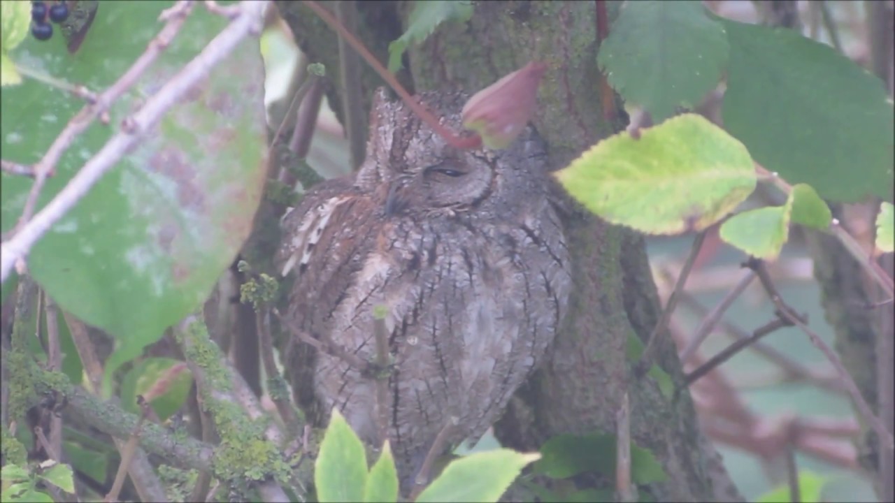 camera iphone 8 plus apk Scops Owl, Ryhope (Co. Durham), 27.9.17