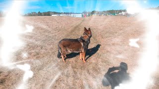 Smile! GSD Dogs..Ruger/Max #youtube #foryou by RugerCaynine 134 views 4 weeks ago 1 minute, 5 seconds