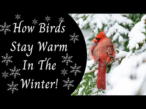 How Birds Stay Warm In The Winter