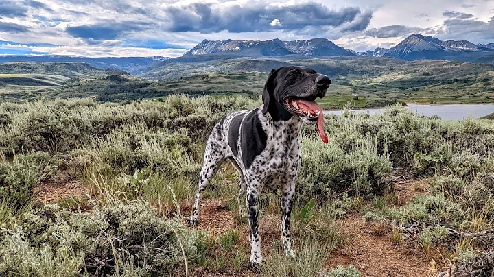 Grouse Hunting Colorado