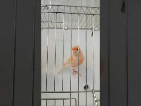 طائرالكناري ي1ش الجميل اللهم بارك