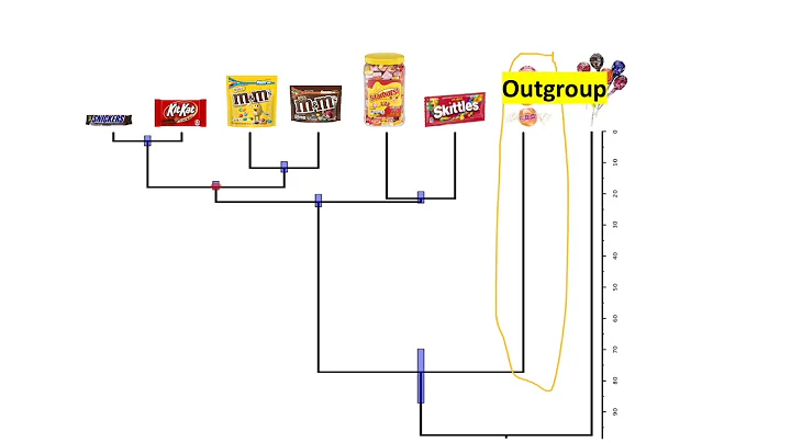 Kenzie Cromer Exam 5-1A: Candy Phylogenetics (GN 311)