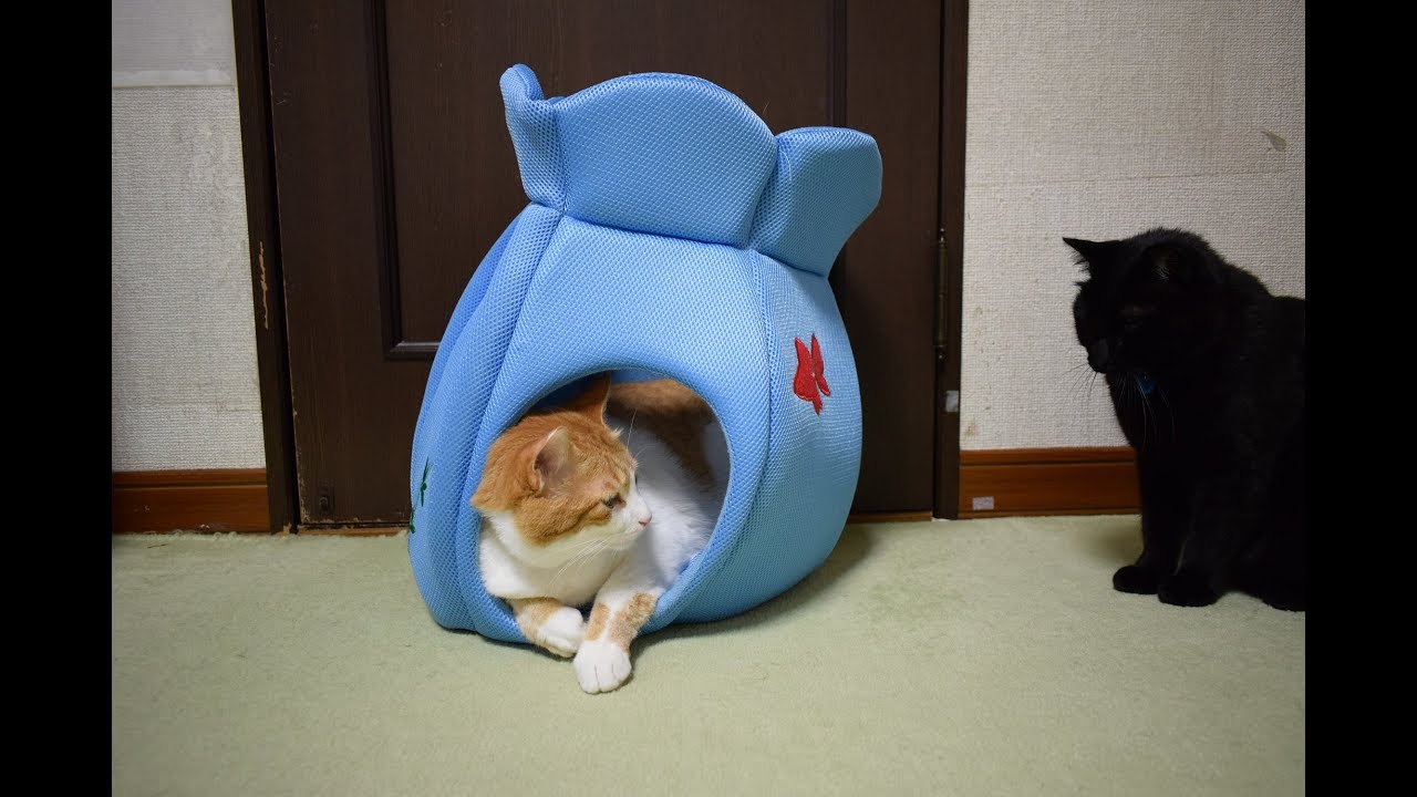 金魚鉢型の猫ハウスを買いました Youtube