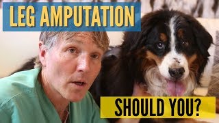 Dog Leg Amputation: Should You Do This?