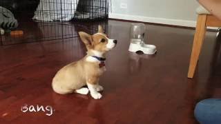 Cute Corgi Puppy Doing Tricks