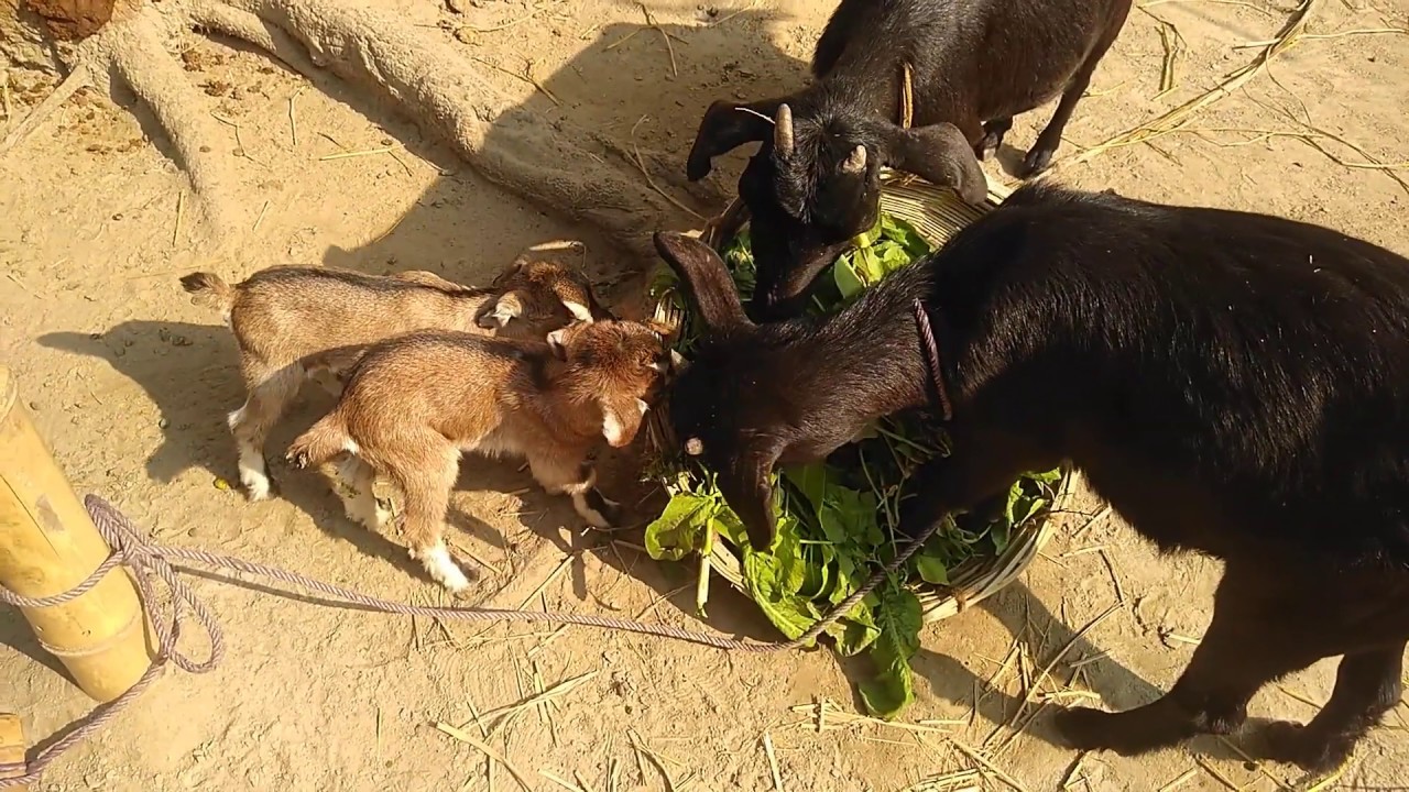Cute Baby goats eating grass YouTube
