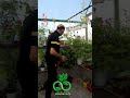 تمتع بزراعة الجهنمية بهذه الطريقة Growing Bougainvillea Cuttings الجهنمية Bougainvillea