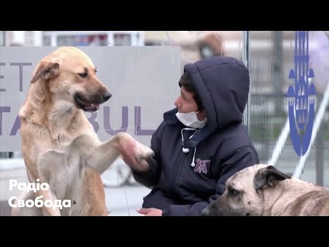 У Стамбулі бездомні собаки отримали головні ролі в новому фільмі.