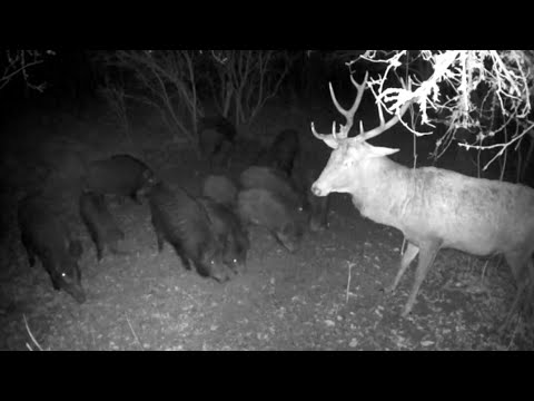 Video: Gdje živi jelen svinja?