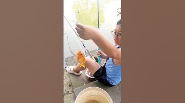 Câu Cá,Cá Chép Vàng Tự Nhiên. #mêcâucáedu #câucá #fishing #mecaucaedu