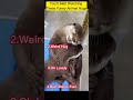 You’ll Melt Watching These Funny Animal Hugs