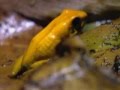 Documental  zoologa  la rana dardo dorado el animal ms venenoso del mundo