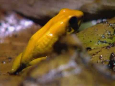 Documental - zoología - "La rana Dardo Dorado, el animal más venenoso del mundo"