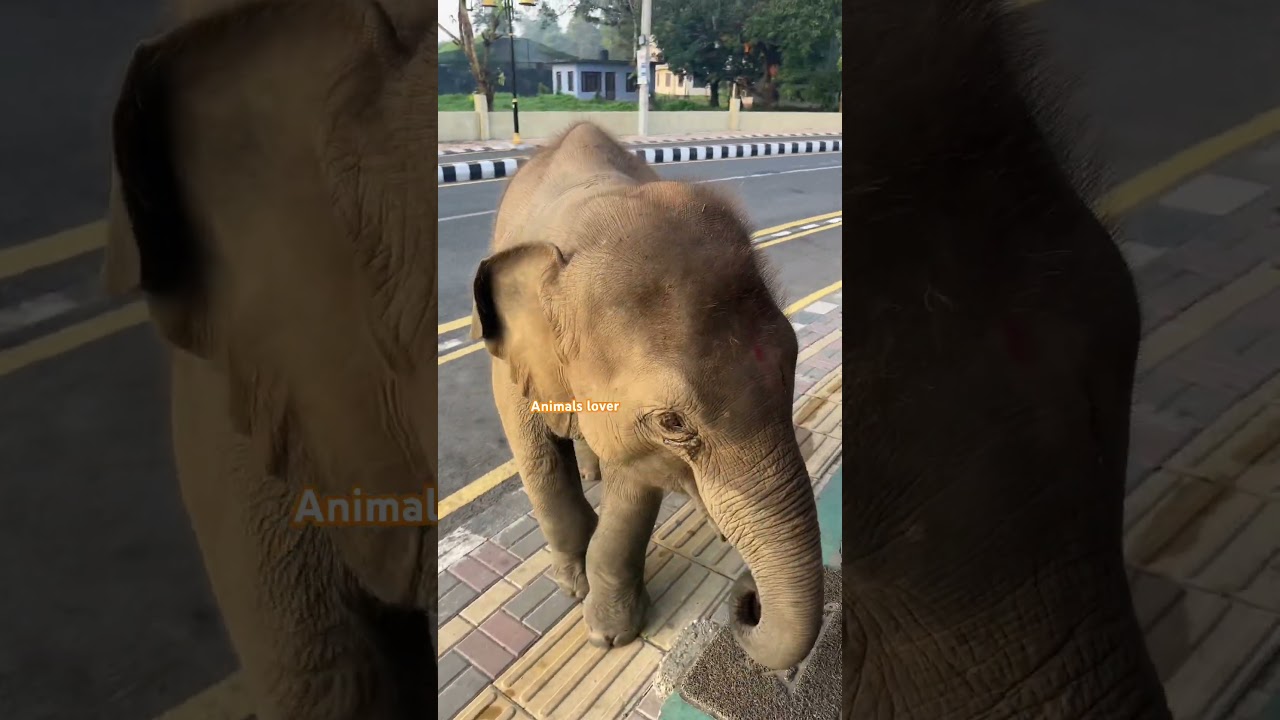 Punti blessing mom watch till end 😮