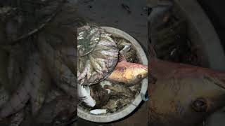 Menjual ikan diawal subuh #vlog #shorts #viral