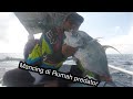 Bisa kaya mendadak kalau mancing ikannya kayak gini,,!!!