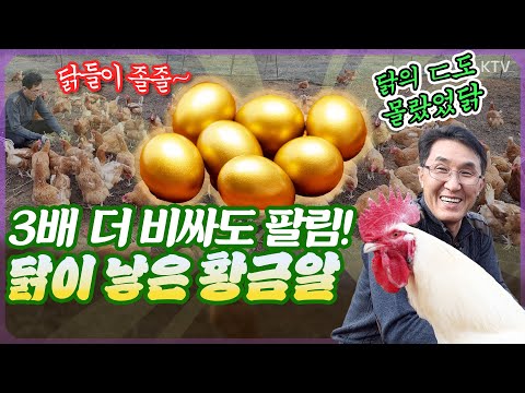 #귀농부자 #황금알 #닭농장 #<strong>유정란</strong>