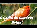 Canário Belga Canto Maravilhoso