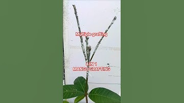 unique grafting technique | 4 in 1 mango grafting | आम पर कलम