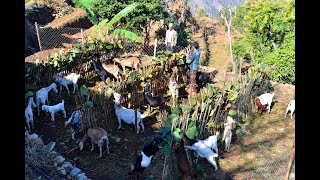 थाेरै बाख्रा पालेरै लखपति बनेका घनश्याम बास्ताेला- Goat farm of Beteni Okhaldhunga