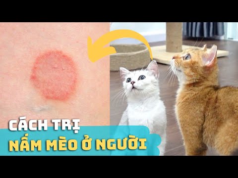 Video: Nhiễm Nấm (Histoplasmosis) ở Mèo