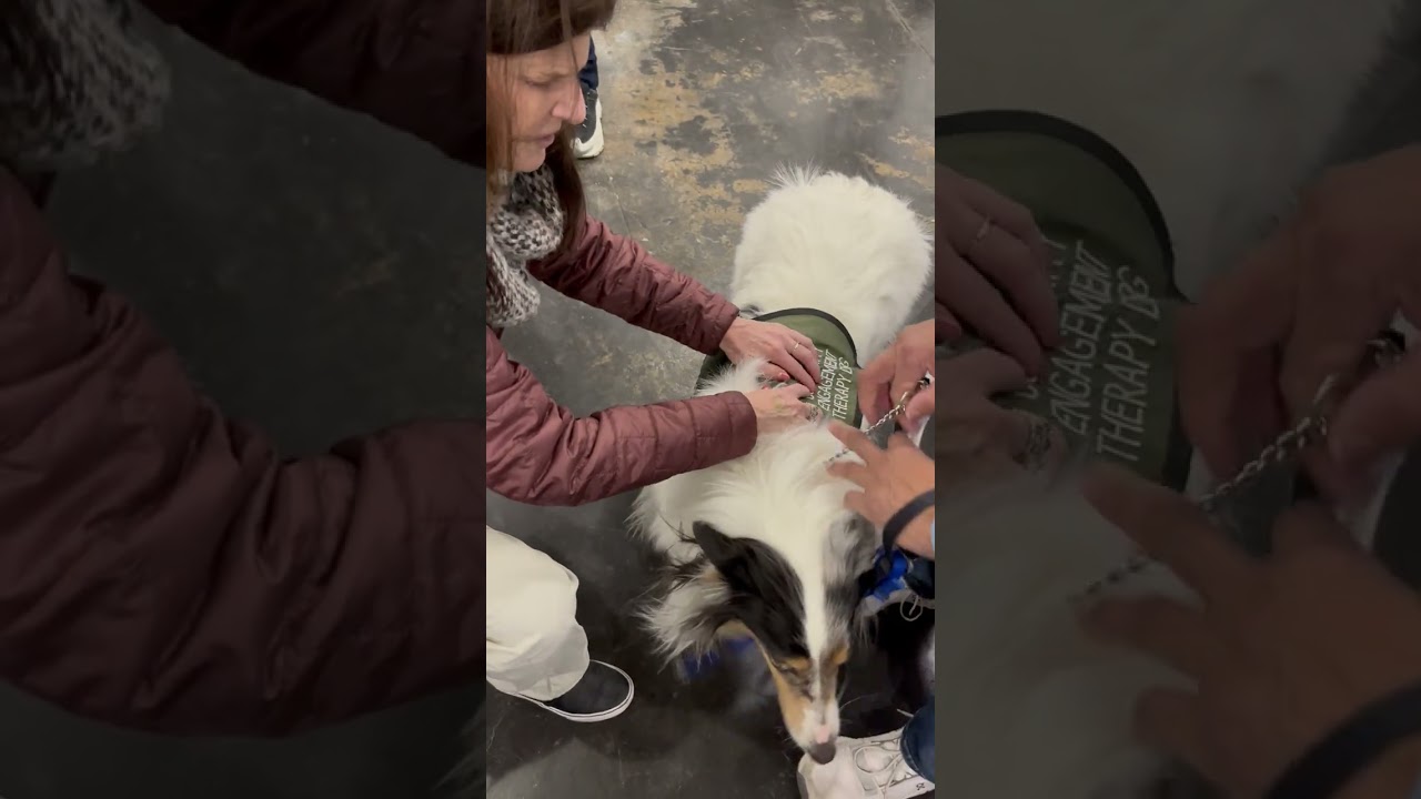 Collie Named Bree at AKC Meet the Breeds 2026 at Javits Center NYC