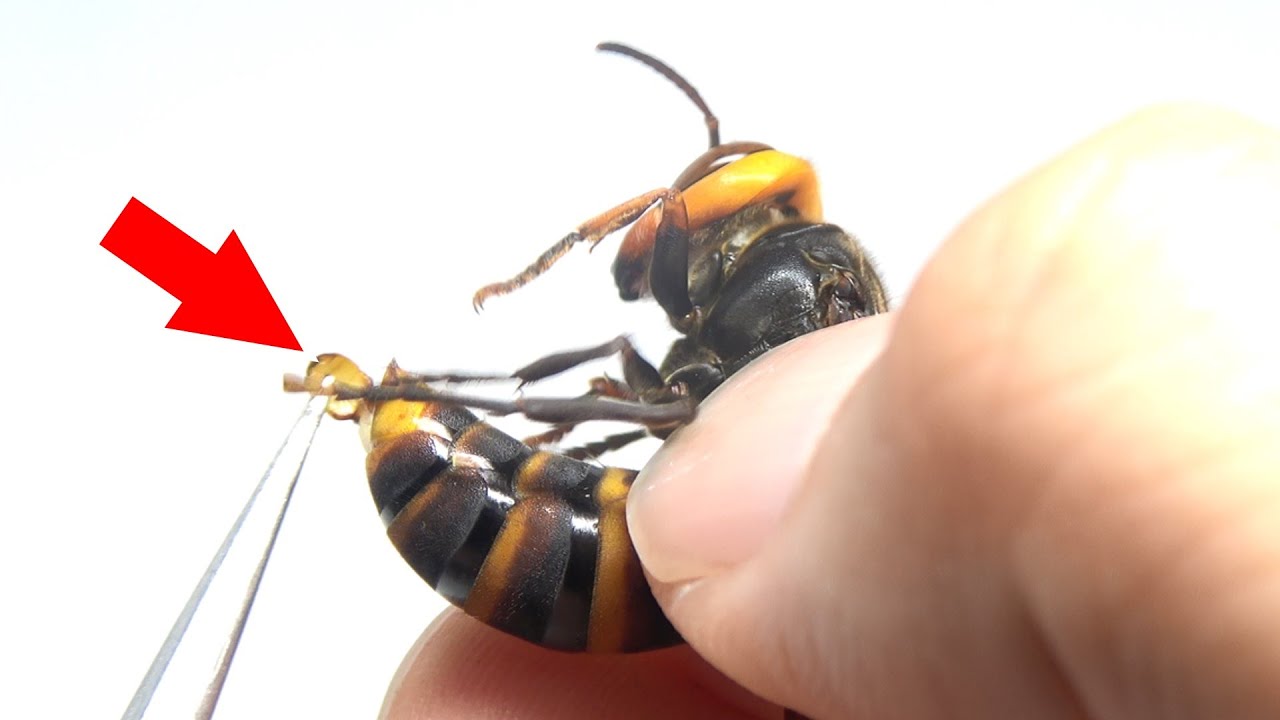 スズメバチのお尻から寄生虫を引きずり出した結果 Youtube スズメバチのお尻から寄生虫を引きずり出した結果 Youtube