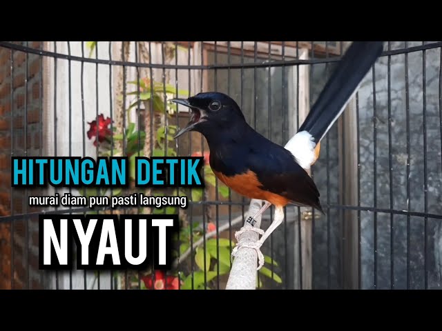 murai batu gacor AMPUH buat PANCINGAN murai batu agar bunyi JADIKAN burung murai gacor EMOSI class=