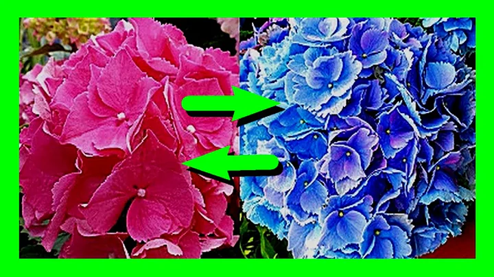 How To Change Color of Hydrangea Flowers Easily: Hydrangea Pink, Purple to Blue & Blue to Pink - DayDayNews