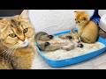 Mother cat asks her baby kittens to use the litter box, but something goes wrong  So cute