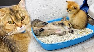 Mother cat asks her baby kittens to use the litter box, but something goes wrong  So cute