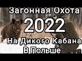 Загонная Охота в Польше на Дикого Кабана 2022!? Driven Hunting in Poland for Wild Boar 2022!?