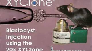XYClone Laser: Blastocyst Injection of ESC (Transgenic Mice)