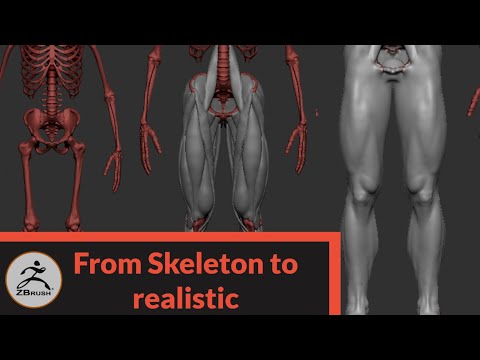 Sculpting a realistic human in Zbrush Part 2: Legs Anatomy