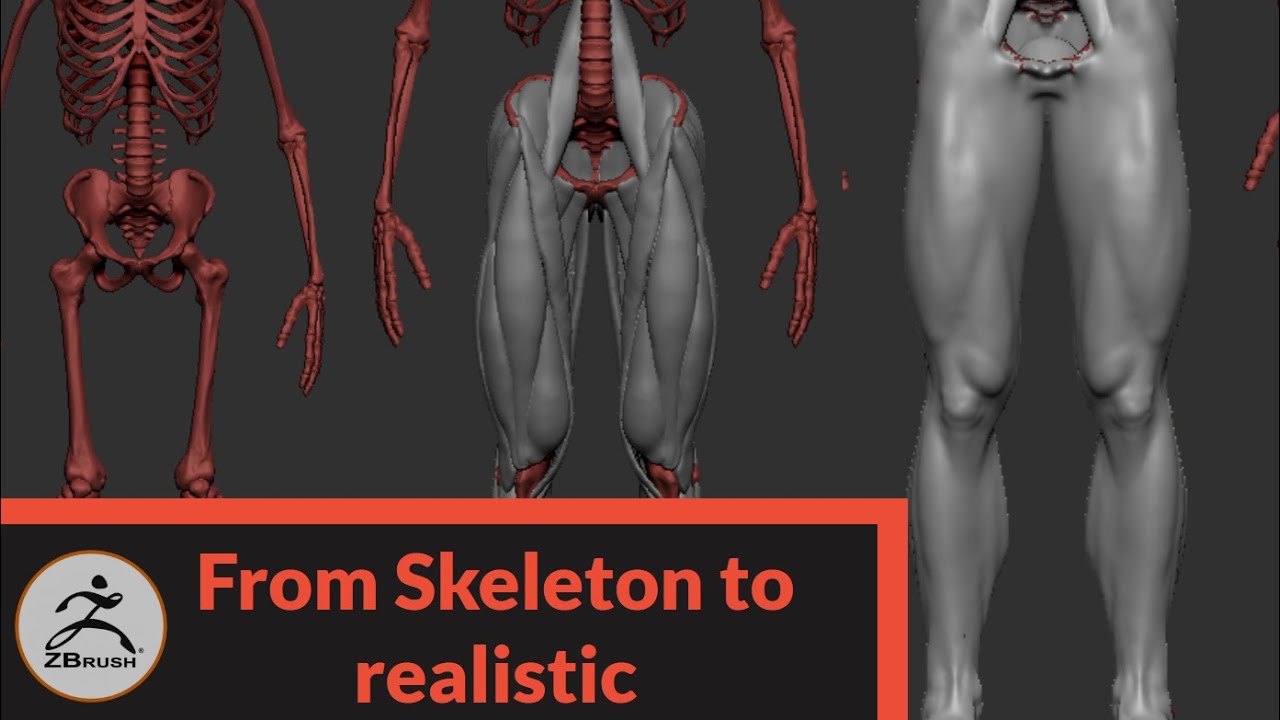 artistic anatomy in zbrush