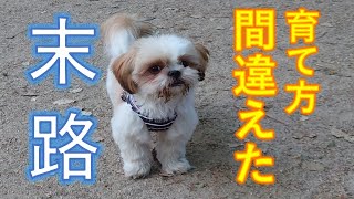 【後悔する前に見て】犬の社会性を育てるために行ったこと/成長記録