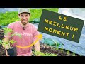 Quand planter ses tomates au jardin potager  