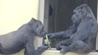 Бабушка-горилла делится едой со своим ребенком💝 Нене＆ Энни
