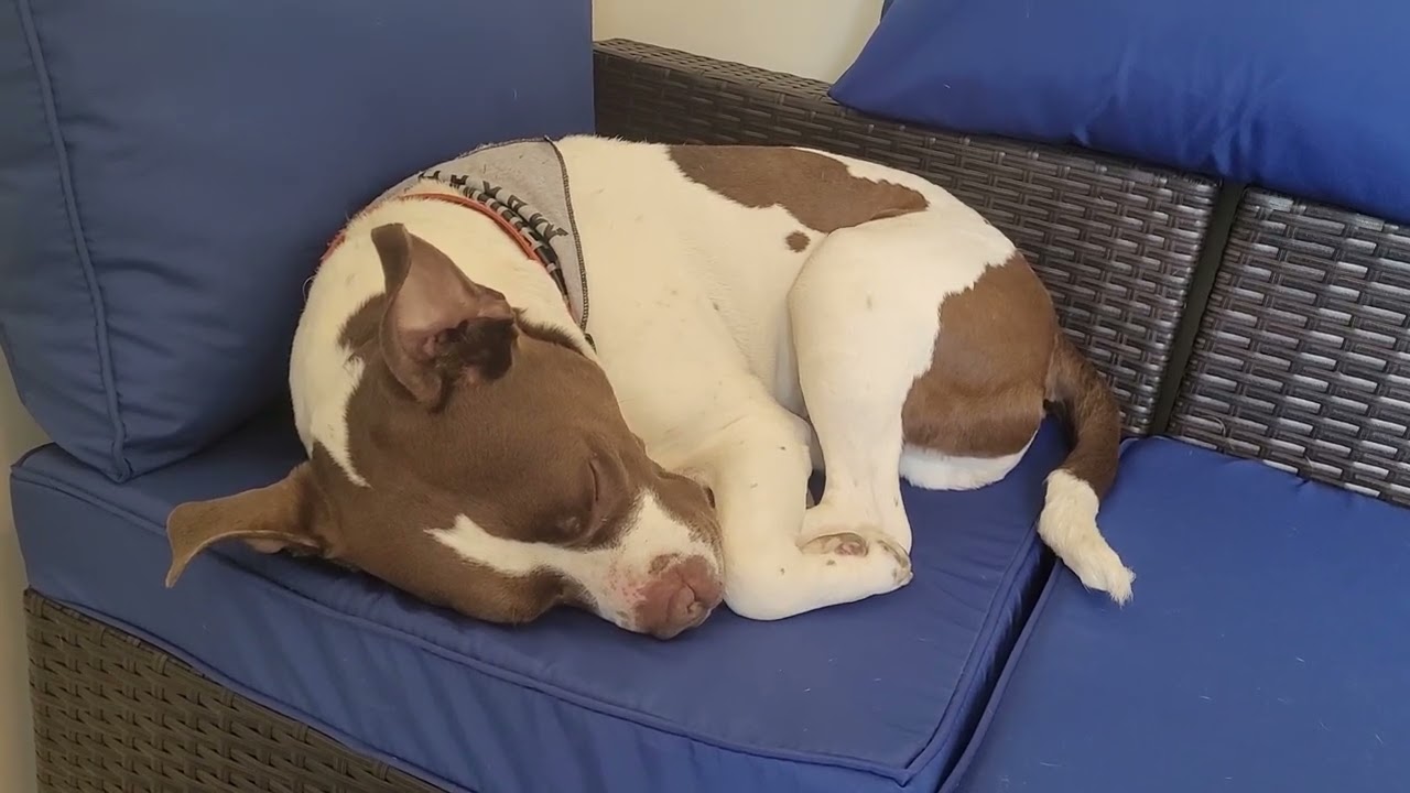 Pitbull Dreaming