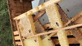 How to get bees to draw out comb for cut comb