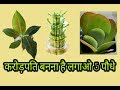 मैं दावे के साथ कह सकता हूं यह पांच पौधे लगाने से धन की वर्षा होती है crassula plant