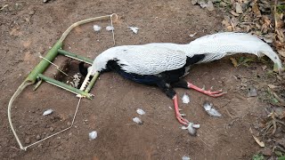 Creative Amazing Pheasant Trap with the Bow Working Under Ground to Catch the Silver Pheasant