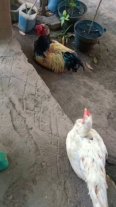 Amazing ! Kisah Cinta Ayam Kampung #chickensound #chicken #shorts