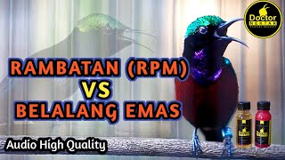 KONIN GACOR FULL ISIAN TEMBAKAN BELALANG EMAS VS RAMBATAN COCOK BUAT KOLIBRI NINJA BAHAN TROTOL