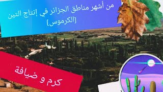 بها أجود أنواع التين (الكرموس ) في الجزائر ..مذاق لا يقاوم  بلدية سيدي سليمان بولاية البيض