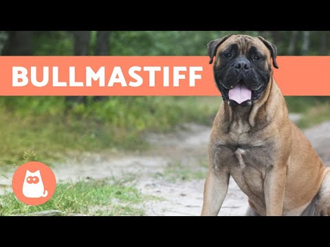 Vídeo: Diferencia Entre Bullmastiff Y Mastín Francés