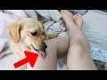 Cute dog getting his favorite yogurt from his owner.【Dachshund dog】