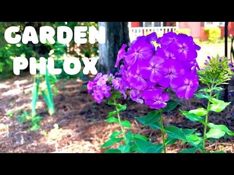 Video: Phlox Bifurcated