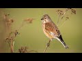 The song of the common linnet  bird sounds to recognize the common linnet   10 hours