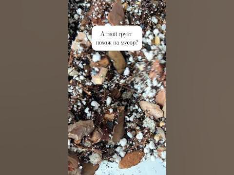 Антуриум и мусорный грунт #растения #антуриум #комнатныерастения # ...